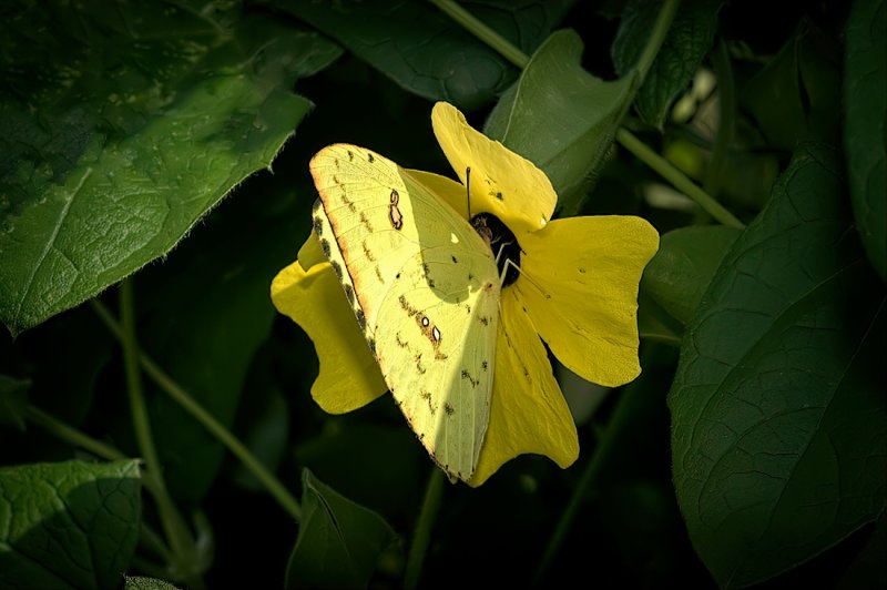 Butterfly