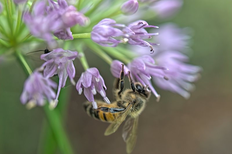 Honey Bee