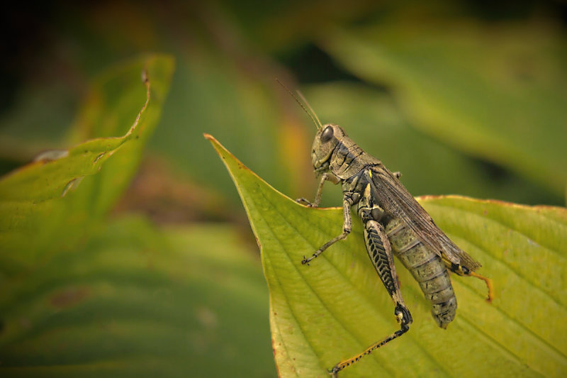 Grasshopper