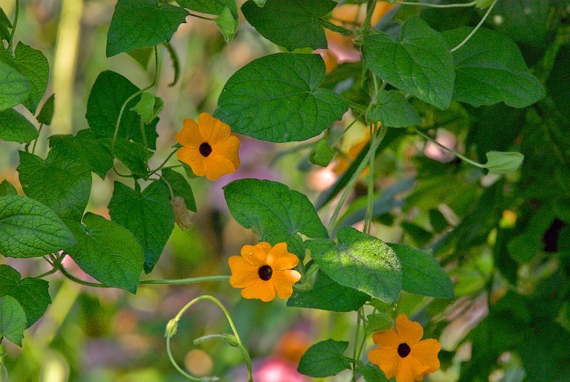 Thumbergina vine
