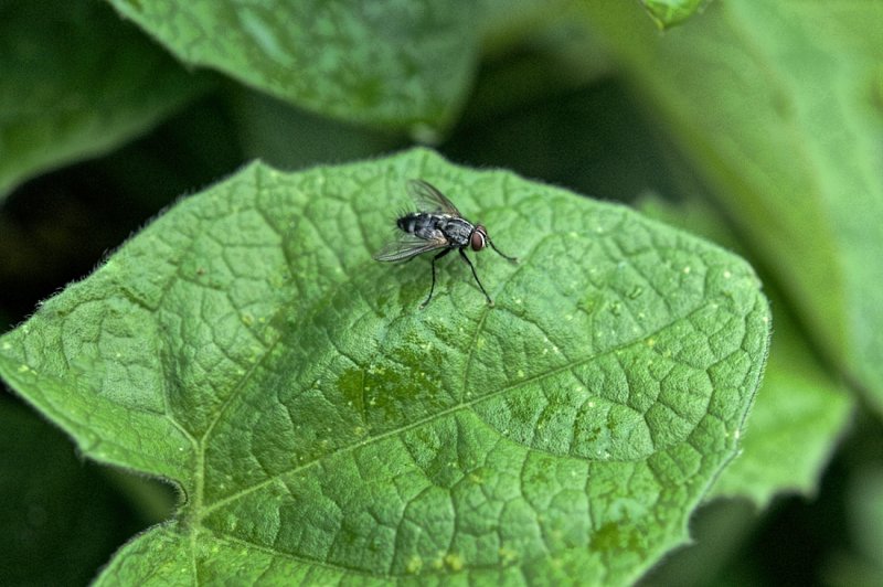 fly