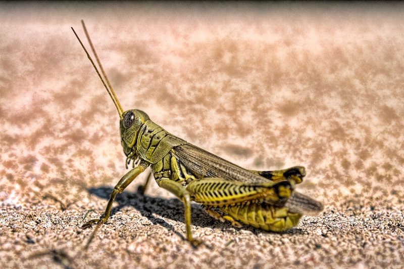 Grasshopper