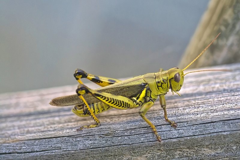 grasshopper-3