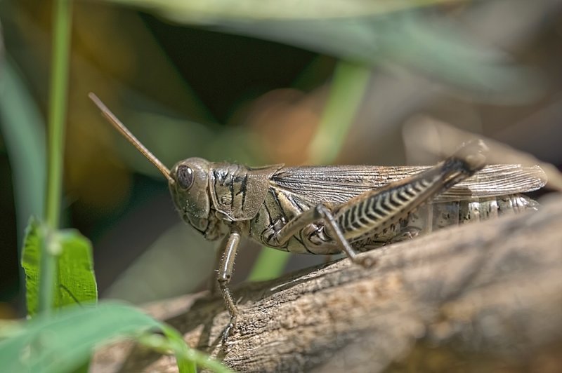 Grasshopper-4