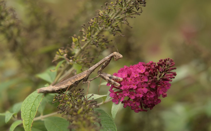 Praying Mantis
