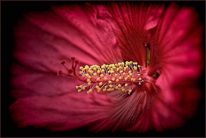 Hibiscus Bloom