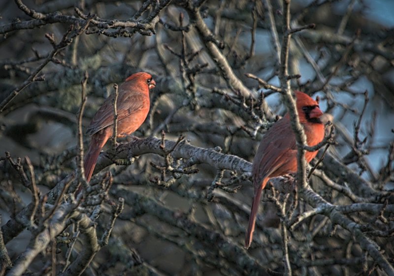 Male cardnals