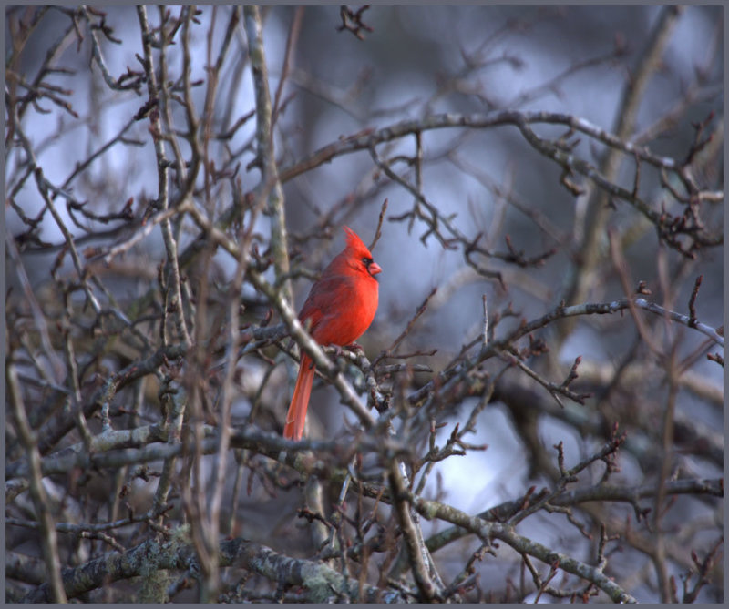 Cardinal