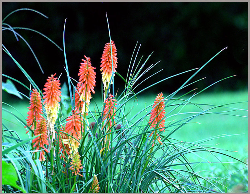 Torch Lilly