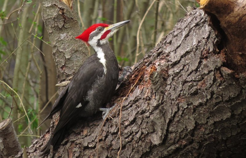 pileated woodpecker