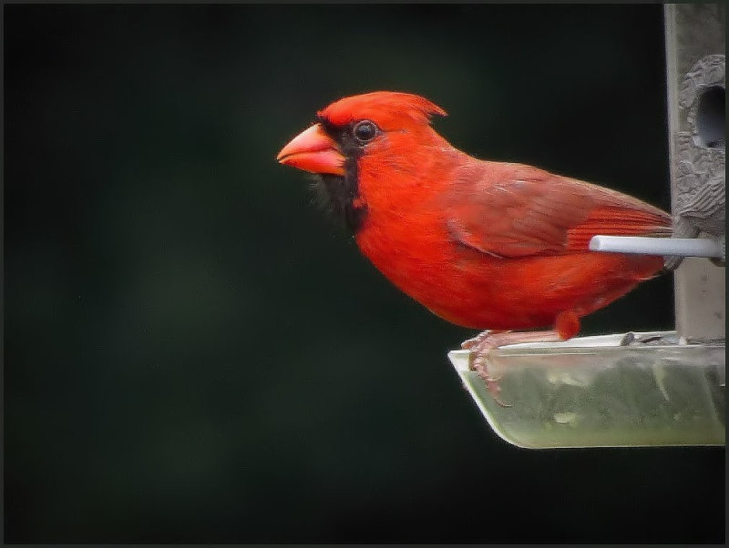 Male Cardinal