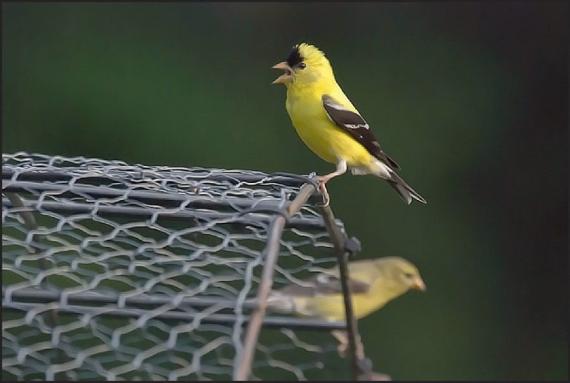 Goldfinch