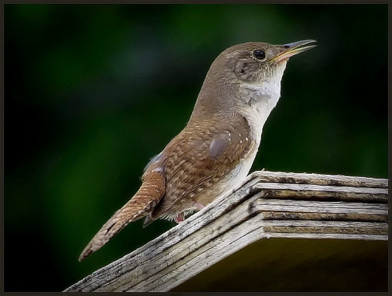 Wren