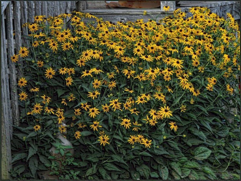 sneezeweed
