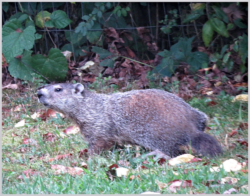 woodchuck