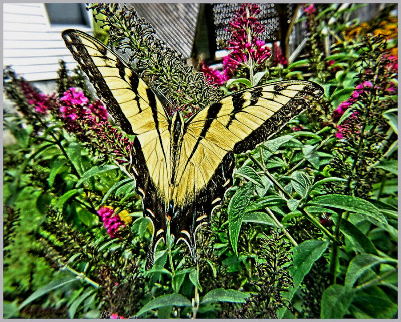 butterfly