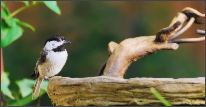 Chickadee