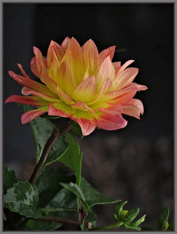 Dalhia Bloom