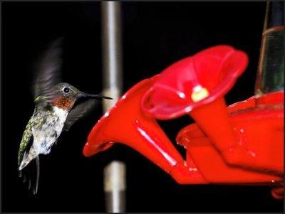 Hummingbird having his evening drink