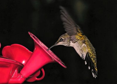 evening shot of hummingbird