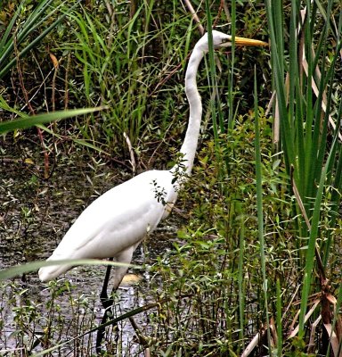 Egret at the local pond