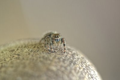 Jumping Spider
