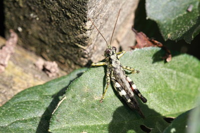Grasshopper