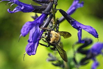 Carpenter Bee
