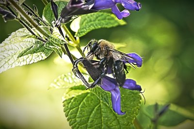 Carpenter Bee