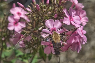 Hummingbird moth