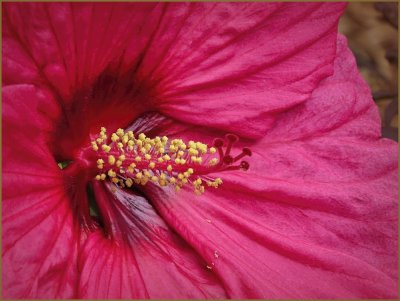 Hibiscus Bloom