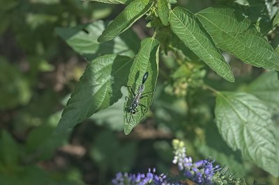 mud wasp