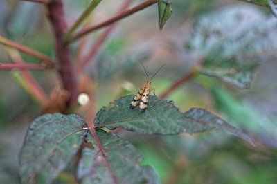 Female scorpionfly