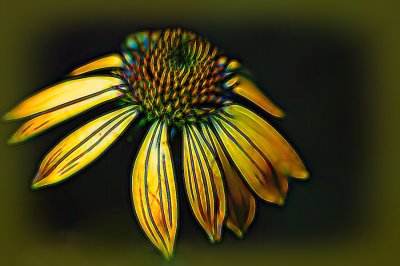 Coneflower