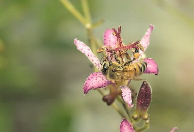 Honey Bee