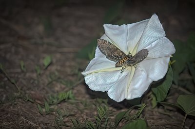 Night shot of a Hummingbird moth