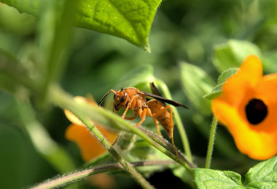 Hornet