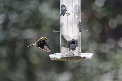 goldfinch