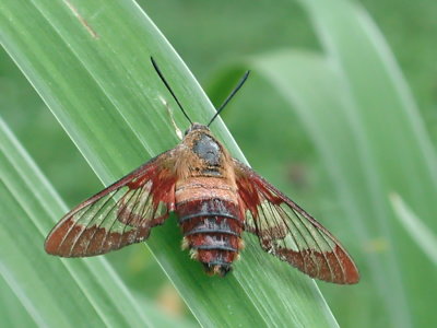hummingbird moth
