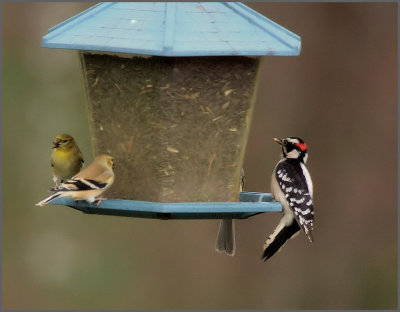 Finches and Woodpecker