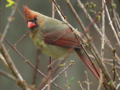 Female Cardinal