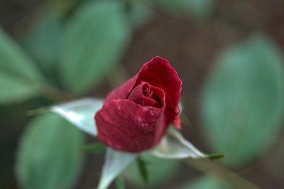 Unfurling Rose