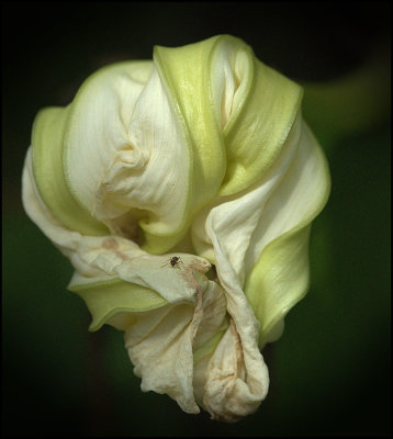 Passing Moonflower