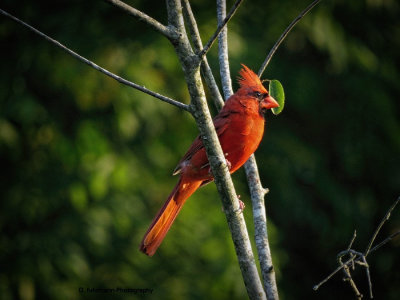 Male Cardinal