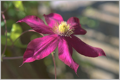 Clematis