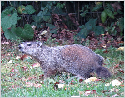 Yard Critters