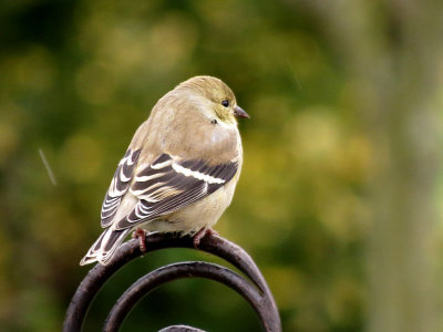goldfinch
