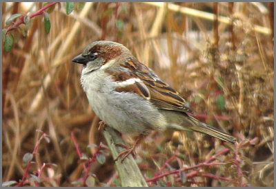 sparrow