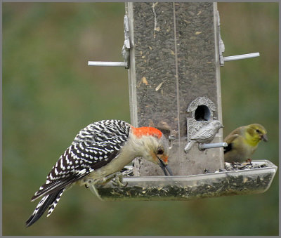 red bellied woodpecker and goldfinch