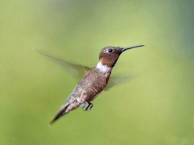 Hummingbirds